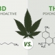 Whats the difference between CBD vs THC?