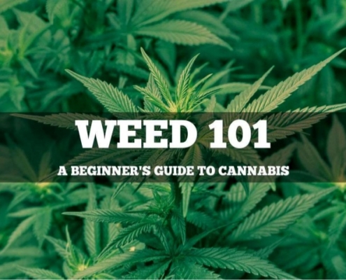 Beginners guide to using cannabis or marijuana