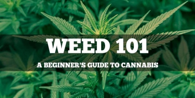 Beginners guide to using cannabis or marijuana
