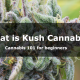 What is Kush cannabis?