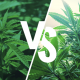 Sativa vs indica cannabis